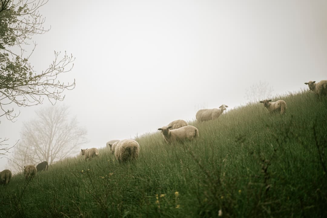 moutons 2 - Portrait & Editorial Photography by Zoé Captures Paris