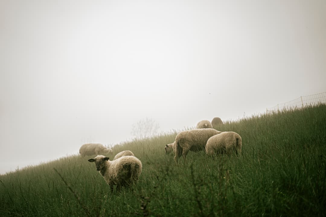 moutons 3 - Portrait & Editorial Photography by Zoé Captures Paris